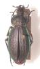 Carabus monilis